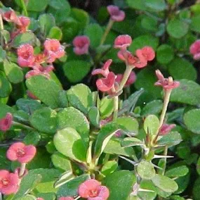 Bring Home the Beauty: Shop for Crown Of Thorns Micro Mini (Euphorbia milli micro mini) Plant Now!